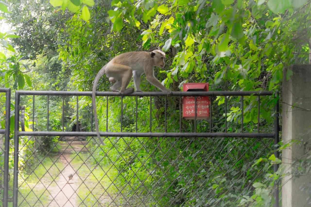 Green Cottage Anuradhapura Esterno foto